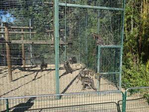 Mandrill