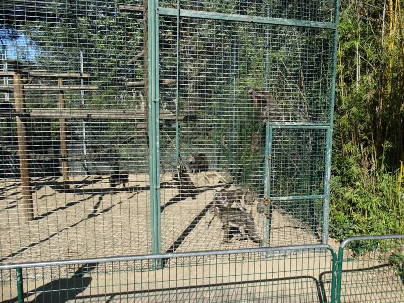 Mandrill