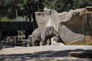 Eléphant d'Asie