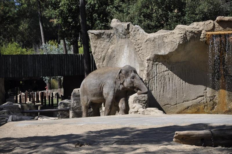 Eléphant d'Asie