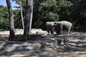 Eléphant d'Asie