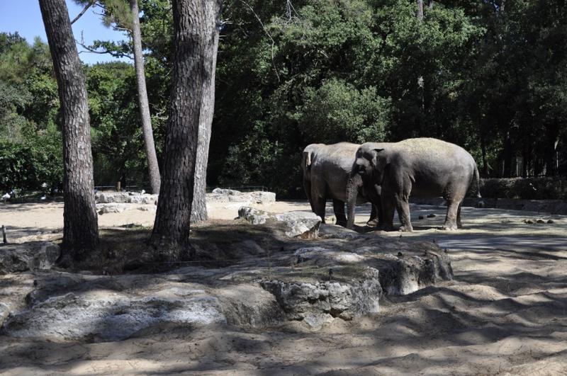 Eléphant d'Asie
