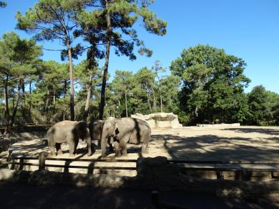 Eléphant d'Asie - 2015