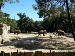 Eléphant d'Asie
