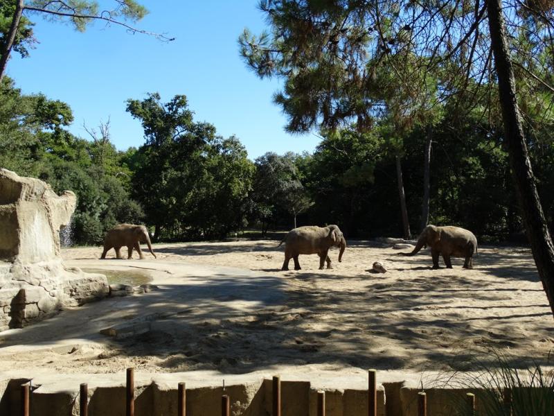 Eléphant d'Asie