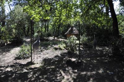 Grue antigone - 2015