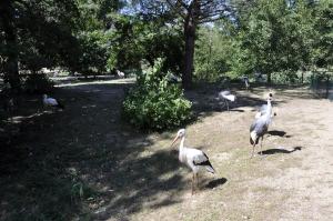 Cigogne - Grue couronnée - Pélican