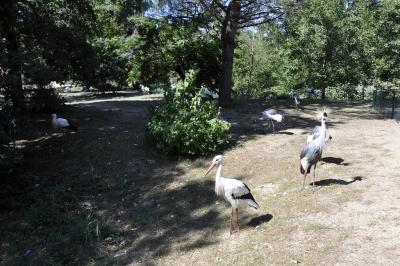 Cigogne - Grue couronnée - Pélican - 2015