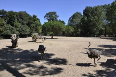 Plaine africaine - 2015