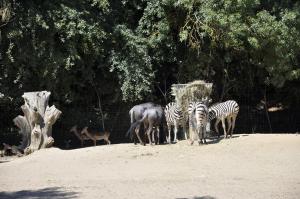 Plaine africaine