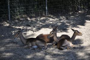 Impala