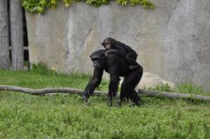 Chimpanzé