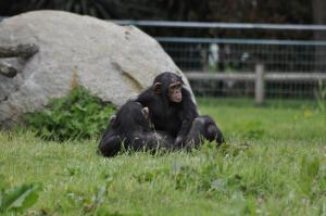 Chimpanzé