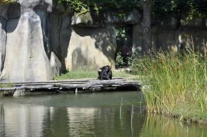 Chimpanzé