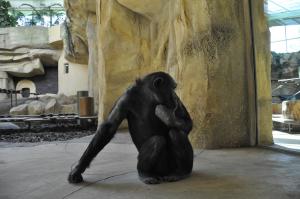 Chimpanzé