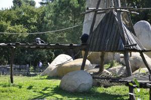 Chimpanzé