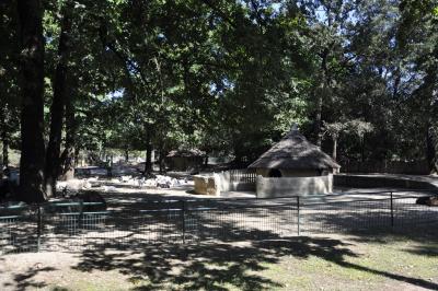 Chèvres naines - 2015