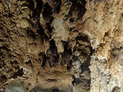 Roussette de Rodrigue et d'Egypte - 2015