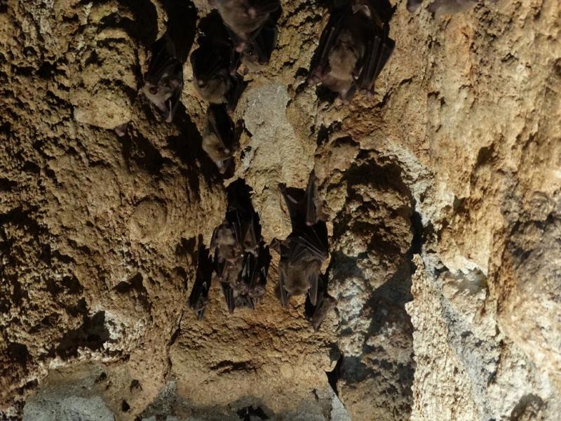 Roussette de Rodrigue et d'Egypte - 2015