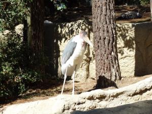 Marabout