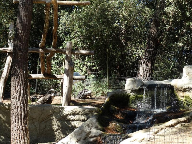 Vautour fauve - 2015