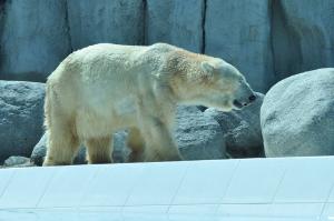 Ours polaire