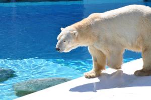 Ours polaire