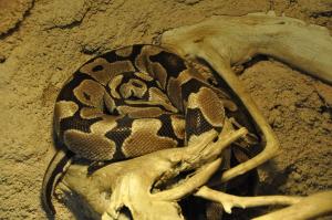 Python royal