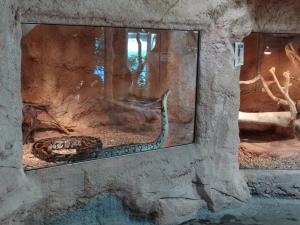 Python molure