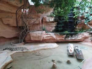 Faux gavial du Gange