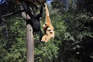 Gibbon à favoris roux