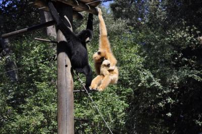 Gibbon à favoris roux - 2015