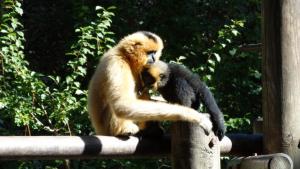 Gibbon à favoris roux