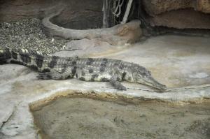 Faux gavial d'Afrique