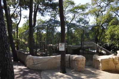 Macaque à queue de cochon - 2015