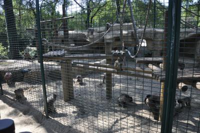 Macaque à queue de cochon - 2015