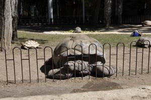 Tortues géantes