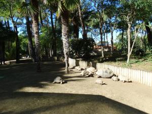 Tortues