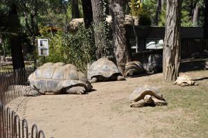 Tortues