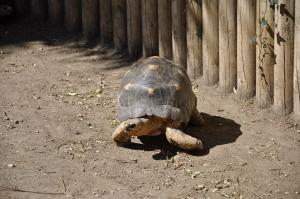 Tortue radiée