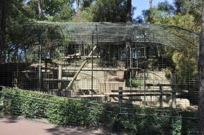 Panthère du Sri Lanka - 2015