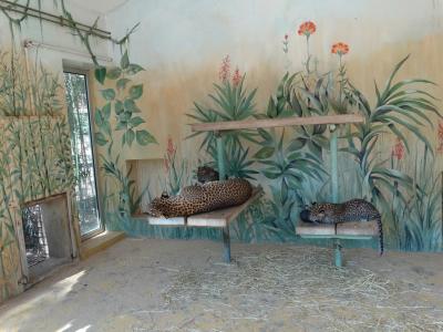 Panthère du Sri Lanka - 2015