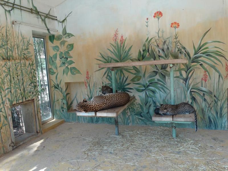 Panthère du Sri Lanka