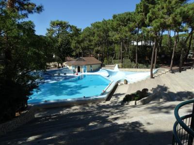 Otarie de Californie - 2015