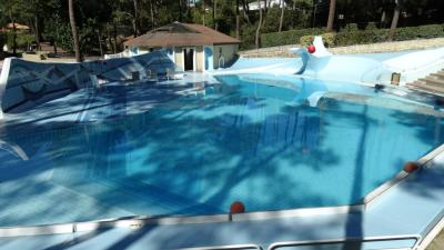 Otarie de Californie - 2015