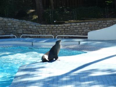 Otarie de Californie - 2015