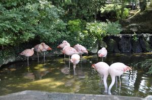 Flamant rose