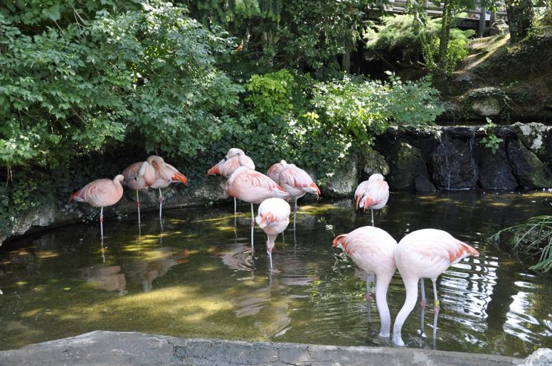 Flamant rose