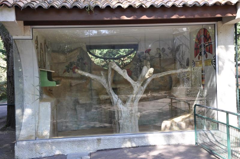 Saïmiri