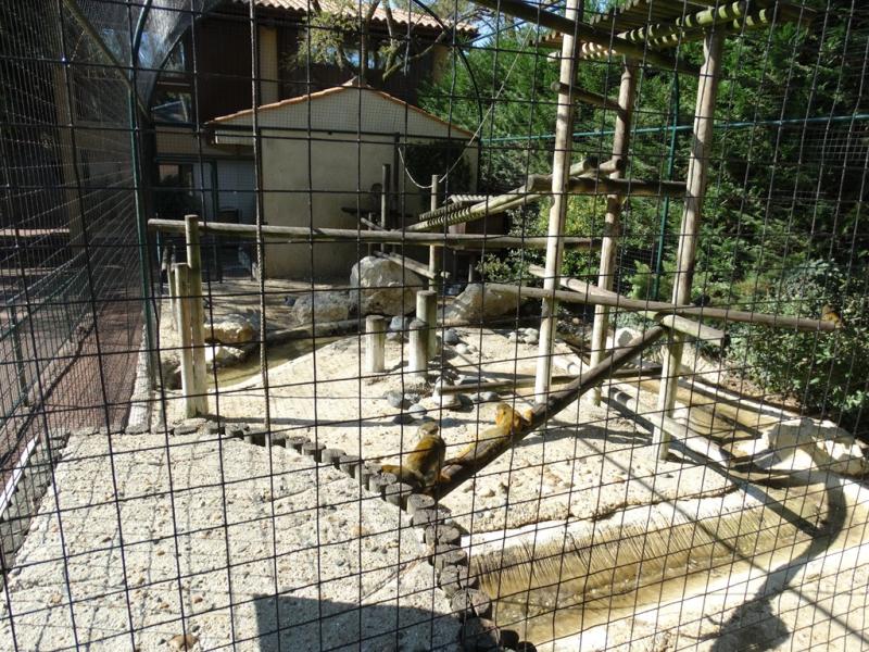 Saïmiri
